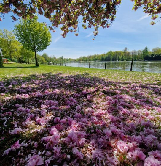 Aussicht auf den Bertasee - Liegewiese